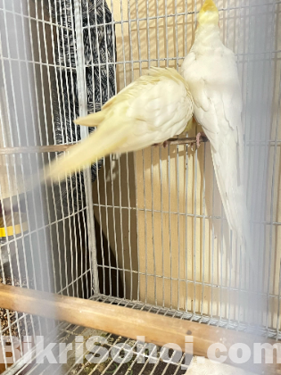 Cocktail running pair